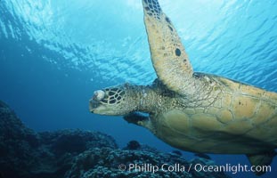 Green sea turtle exhibiting fibropapilloma tumor on left eye and neck, West Maui, Chelonia mydas