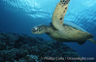 Green sea turtle exhibiting fibropapilloma tumor on left eye and neck, West Maui, Chelonia mydas