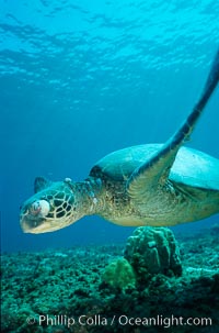 Green sea turtle exhibiting fibropapilloma tumor on left eye and neck, West Maui, Chelonia mydas