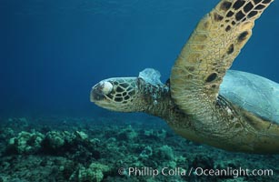 Green sea turtle exhibiting fibropapilloma tumor on left eye and neck, West Maui, Chelonia mydas