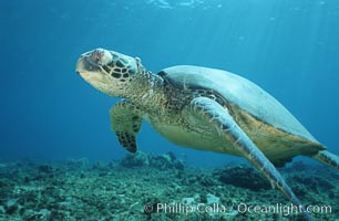 Green sea turtle exhibiting fibropapilloma tumor on left eye and neck, West Maui, Chelonia mydas