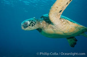 Green sea turtle exhibiting fibropapilloma tumor on left eye and neck, West Maui, Chelonia mydas