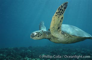 Green sea turtle exhibiting fibropapilloma tumor on left eye and neck, West Maui, Chelonia mydas