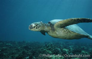 Green sea turtle exhibiting fibropapilloma tumor on left eye and neck, West Maui, Chelonia mydas