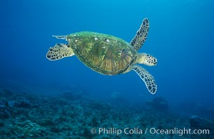 Green sea turtle, West Maui, Chelonia mydas