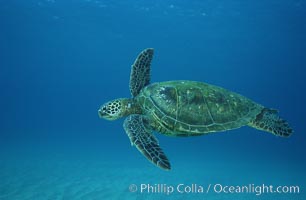 Green sea turtle, West Maui. Hawaii, USA, Chelonia mydas, natural history stock photograph, photo id 02910