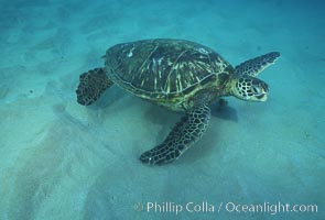 Green sea turtle, Maui Hawaii, Chelonia mydas