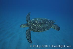 Green sea turtle, Maui Hawaii, Chelonia mydas