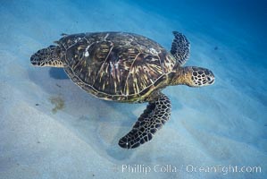 Green sea turtle, Maui Hawaii. USA, Chelonia mydas, natural history stock photograph, photo id 04556