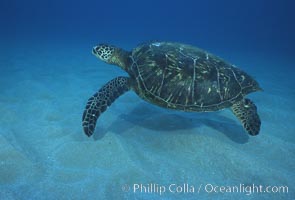 Green sea turtle, Maui Hawaii, Chelonia mydas