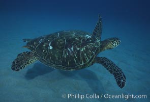 Green sea turtle, Maui Hawaii, Chelonia mydas