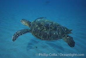 Green sea turtle, Maui Hawaii, Chelonia mydas