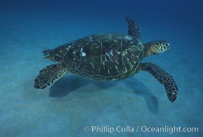 Green sea turtle, Maui Hawaii, Chelonia mydas