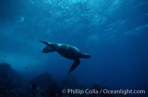 Green sea turtle, Chelonia mydas