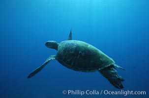 Green sea turtle, Chelonia mydas, Maui