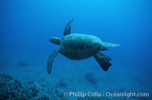 Green sea turtle, Chelonia mydas, Maui