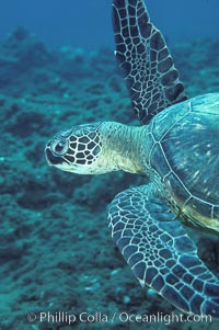 Green sea turtle, Chelonia mydas, Maui
