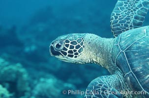 Green sea turtle, Chelonia mydas, Maui