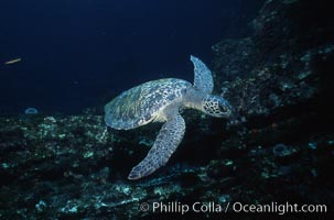 Green sea turtle, Chelonia mydas