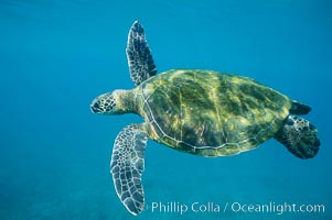 Green sea turtle, Chelonia mydas, Maui