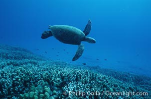 Green sea turtle, Chelonia mydas, Maui