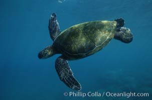 Green sea turtle, Chelonia mydas, Maui