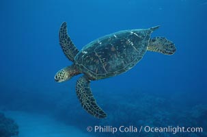 Green sea turtle, Chelonia mydas, Maui