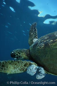 Green sea turtle exhibiting fibropapilloma tumors, West Maui, Chelonia mydas