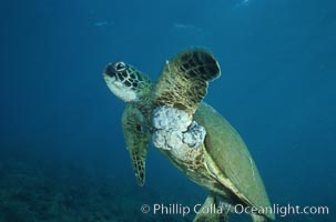 Green sea turtle exhibiting fibropapilloma tumors, West Maui, Chelonia mydas