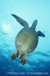 Green sea turtle, Chelonia mydas, Maui