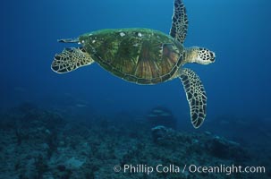 Green sea turtle, Chelonia mydas, Maui