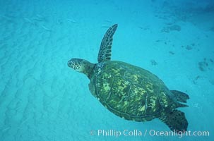 Green sea turtle missing flipper (shark injury?), Chelonia mydas, Maui