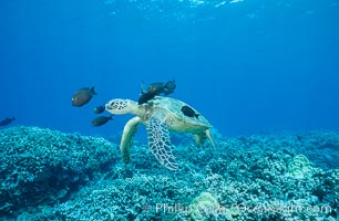 Green sea turtle being cleaned by reef fish, Chelonia mydas, Maui