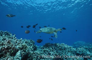 Green sea turtle being cleaned by reef fish, Chelonia mydas, Maui