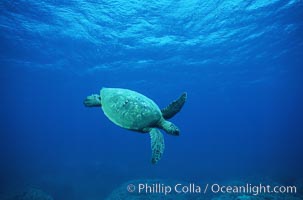 Green sea turtle, Chelonia mydas, Maui