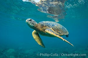 Green sea turtle Chelonia mydas, West Maui, Hawaii, Chelonia mydas