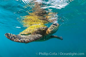 Green sea turtle Chelonia mydas, West Maui, Hawaii, Chelonia mydas