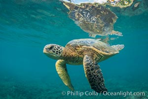 Green sea turtle Chelonia mydas, West Maui, Hawaii, Chelonia mydas