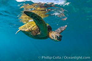 Green sea turtle Chelonia mydas, West Maui, Hawaii, Chelonia mydas