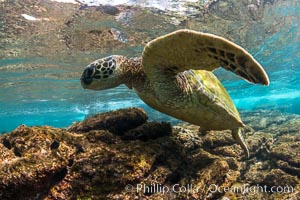 Green sea turtle foraging for algae on coral reef, Chelonia mydas, West Maui, Hawaii, Chelonia mydas