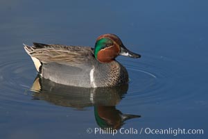 Green-winged teal, male, Anas crecca, Upper Newport Bay Ecological Reserve, Newport Beach, California