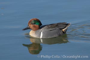 Green-winged teal, male. Upper Newport Bay Ecological Reserve, Newport Beach, California, USA, Anas crecca, natural history stock photograph, photo id 15703