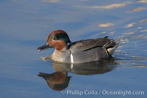 Green-winged teal, male, Anas crecca, Upper Newport Bay Ecological Reserve, Newport Beach, California