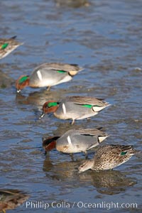 Green-winged teals, female (foreground) and males, forage in mud flats, Anas crecca, Upper Newport Bay Ecological Reserve, Newport Beach, California