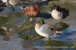 Green-winged teal, male. Upper Newport Bay Ecological Reserve, Newport Beach, California, USA, Anas crecca, natural history stock photograph, photo id 15706