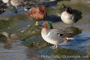 Green-winged teal, male, Anas crecca, Upper Newport Bay Ecological Reserve, Newport Beach, California