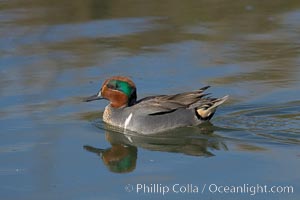 Green-winged teal, male, Anas crecca, Upper Newport Bay Ecological Reserve, Newport Beach, California