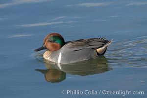 Green-winged teal, male, Anas crecca, Upper Newport Bay Ecological Reserve, Newport Beach, California