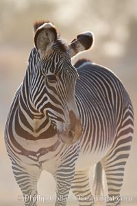 Grevys zebra, Equus grevyi