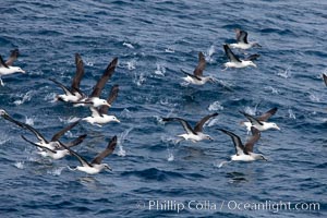 Gray-headed albatross, lifting off from the ocean as they take flight, Thalassarche chrysostoma